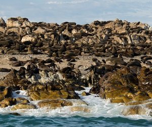 Cape Fur seals on island